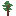 Redwood Tree Sapling