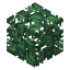 Redwood Leaves