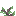 Shrub