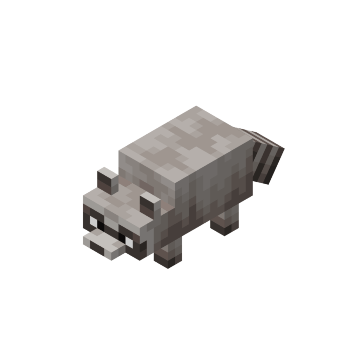 Raccoon