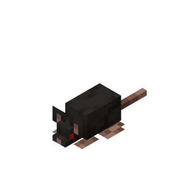 Rat
